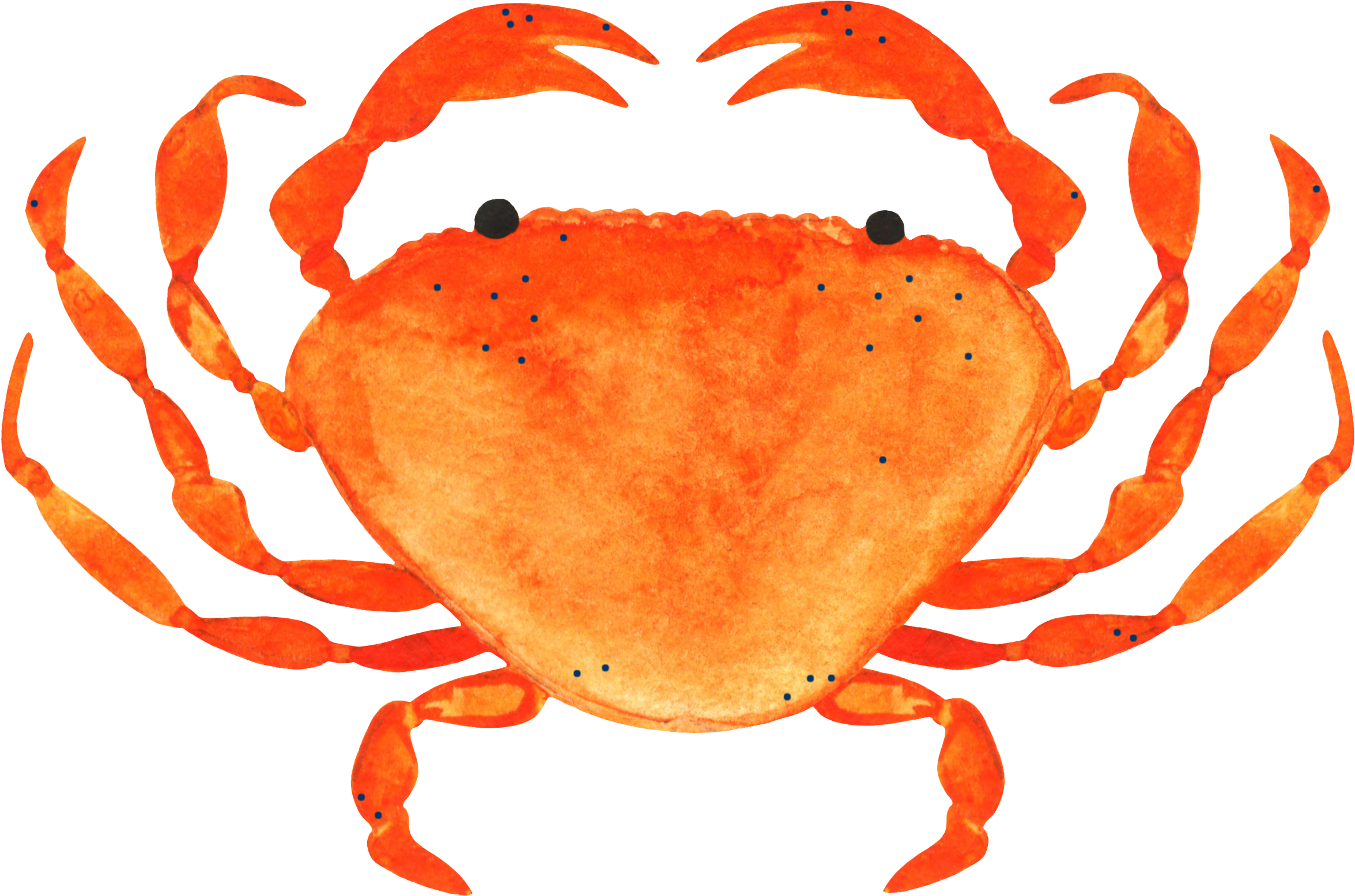 Water Color Sea Animals (2556x1884)