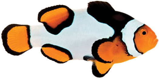 毕加索小丑鱼a级 - Clownfish (600x599)