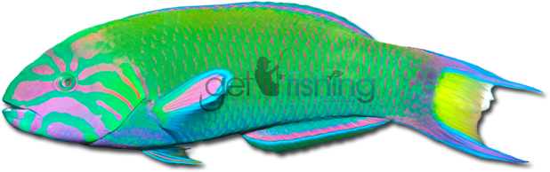 Moon Wrasse - Okra Peji (648x350)