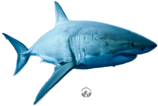 [ Img] - Great White Shark (800x600)