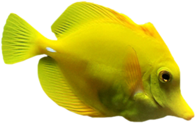 [ Img] - Coral Reef Fish (600x478)