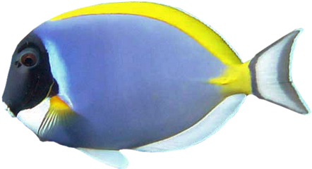 [ Img] - Blue Tang (600x491)