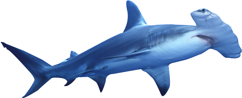 Hammerhead Shark Clip Art Sea Animals Clip Art - Hammerhead Shark Illustration (1000x667)