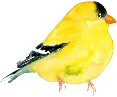 The Goldfinch Domestic Canary Bird Watercolor Painting - Domestic Canary (999x789)