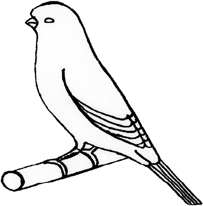 Stafford Non-crested Line Drawing - Kanarek Rysunek (764x851)