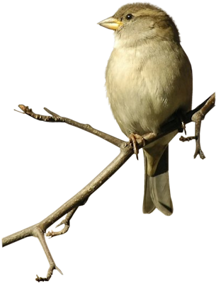 Bd-82 - Sparrow Png (312x450)