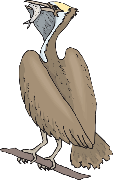 Pelican - Birds That Eat Fish Drawing (378x600)