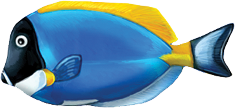 Porc Pt81 5 5"x2" Powder Blue Tang Fish Porcelain Pool - Powder Blue Tang (800x369)