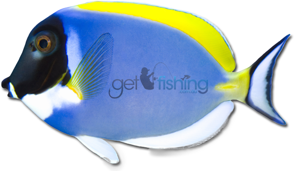 Powder Blue Tang Tropical Waters Of Indian Ocean - Coral Reef Fish (648x350)
