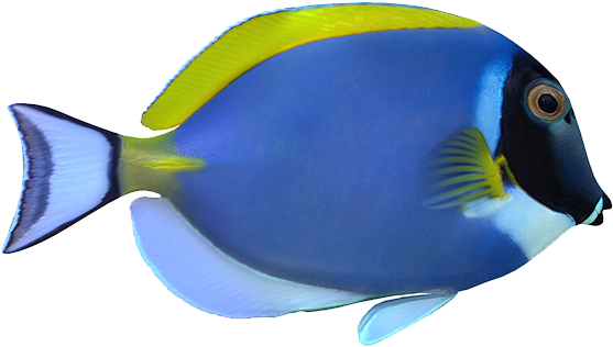 粉蓝倒吊powder Blue Tang - Palyaço Balığı Fiyatı Sahibinden (600x599)