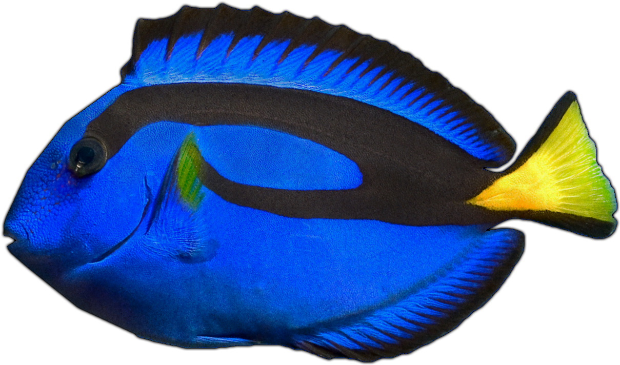 Blue Hippo Tang - Coral Reef Fish (1315x824)