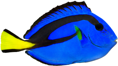 Regal Blue Tang - Blue Tang Fish Transparent (560x250)