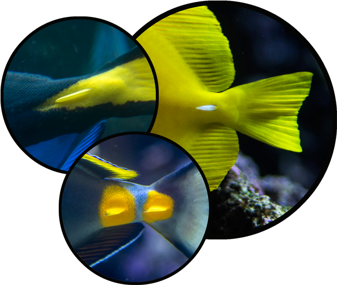 Check Out Those "scalpels" At The Base Of Their - Blue Tang Scalpel (660x566)