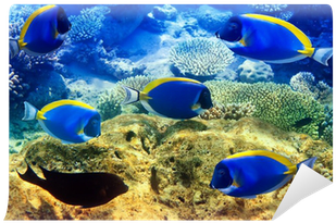 Powder Blue Tang In Corals - Kartka 3d Błękitne Pokolice (400x400)