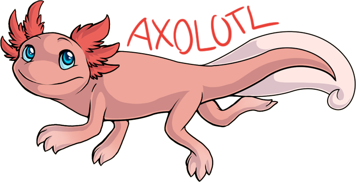 Axolotl By Jedimastermossfur On Deviantart - Axolotl Drawing (703x359)
