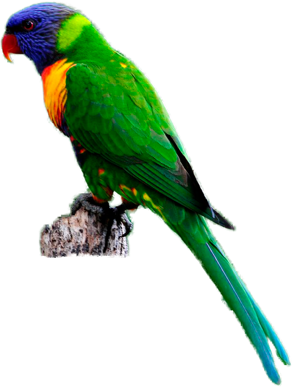 Parrot Bird Clipart - Lorikeet (645x838)