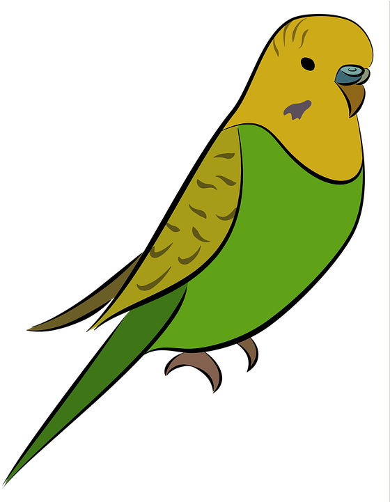 Budgie Clipart Animated - Parakeet Transparent (580x720)