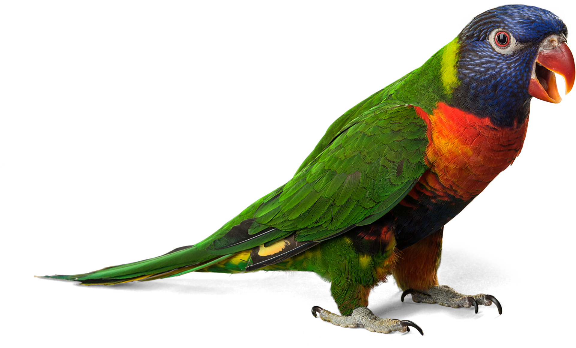 Download Png Image Report - Lorikeet (1920x1176)