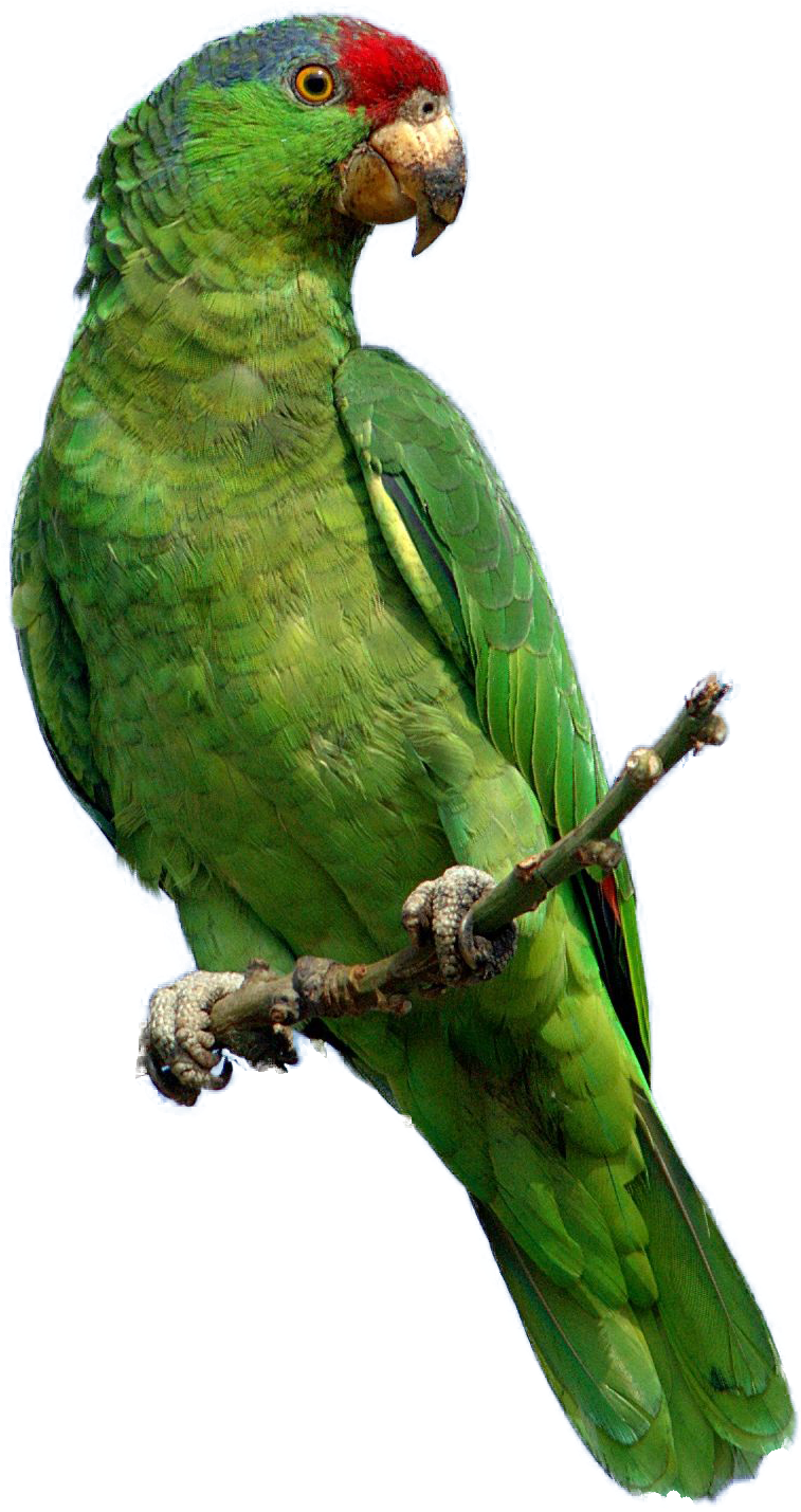 Green Parrot - Parrot Png (775x1456)