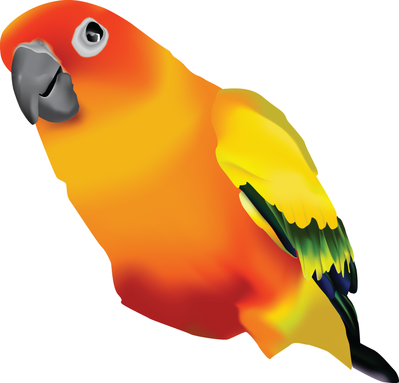 Jp Arts - Sun Conure Transparent Background (800x769)