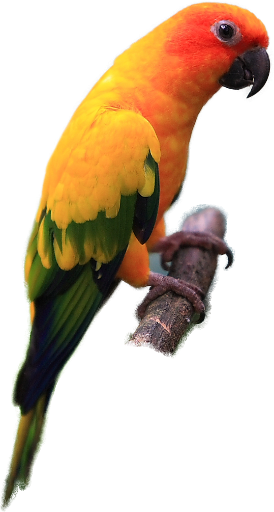 Sun Conure - Sun Conure Png (592x1020)