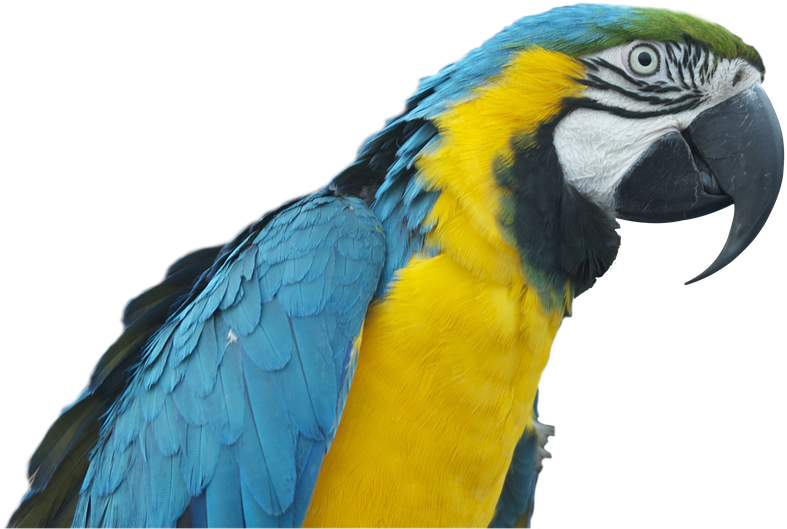 Angry Parakeet Cliparts - Papağan Png (960x638)
