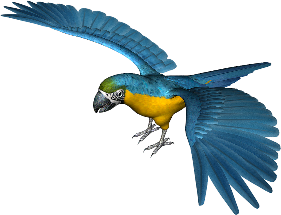 Parrot Clipart Blue Parrot - Png Parrot (996x767)