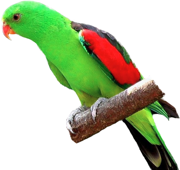 Crimson-winged Parrot - Parrot On Branch Png (593x579)