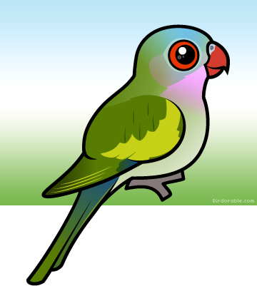 Amazon Parrot (360x401)