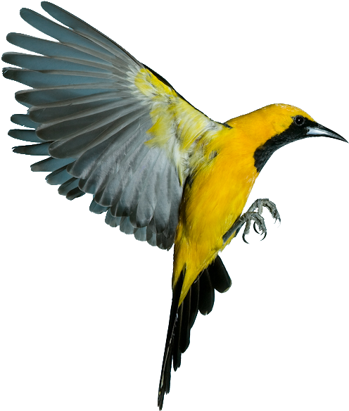 Oriole Bird Clipart - Bird In Flight Png (512x600)