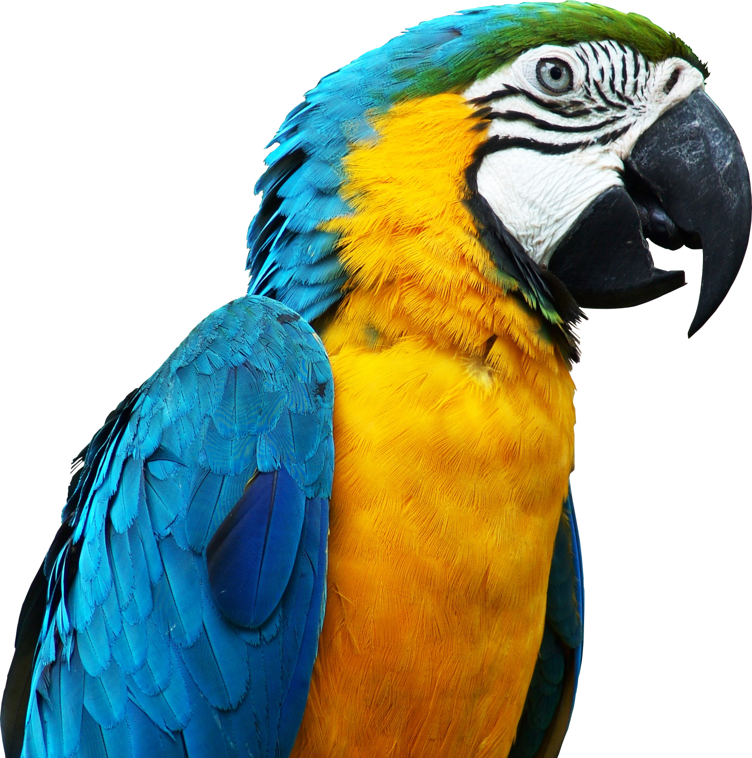 Parrot Clipart Blue And Yellow - Pet Parrot (1487x1500)