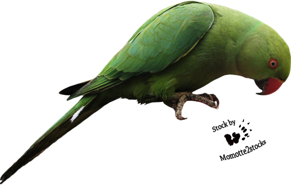 Parrot Transparent - Parrot Bird Png (946x605)