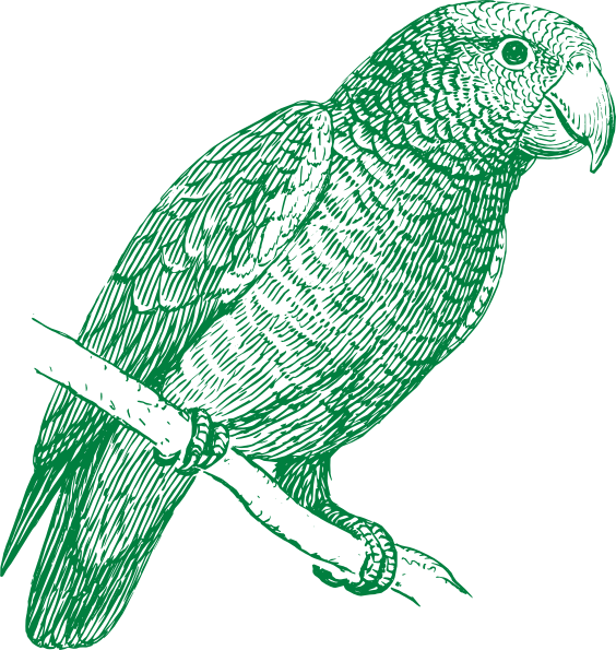 Green Parrot Clip Art At Clker - Parrot Black And White (564x595)
