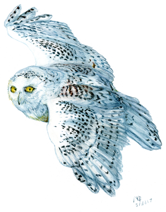 Snowy Owl, Watercolour Pencil Drawing Bird Art, Watercolour - Drawing (548x700)