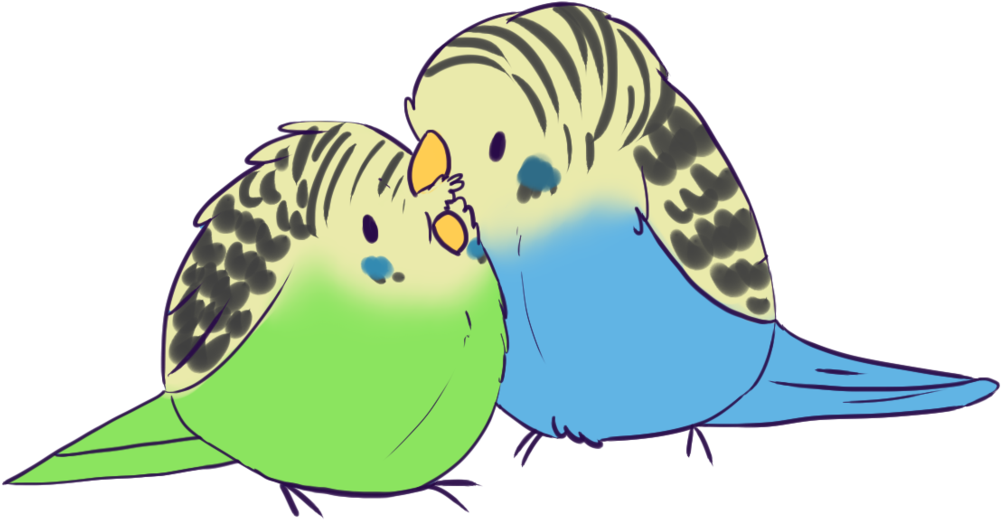 Pics For > Cute Parakeet Drawing - Cute Parakeet Drawing (1024x538)
