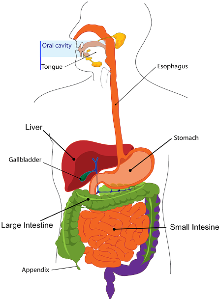 Picture7 - Size Of Your Stomach (446x640)