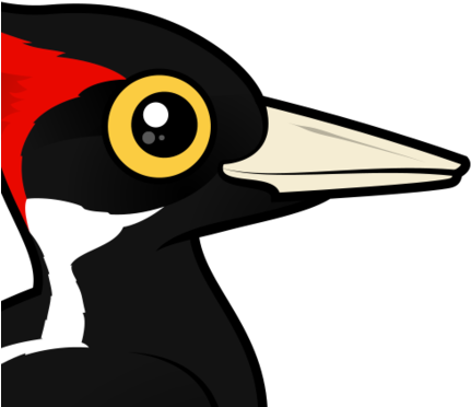 Largest Woodpecker Species In The World And Extremely - Ivory Billed Woodpecker Population 2018 (440x440)