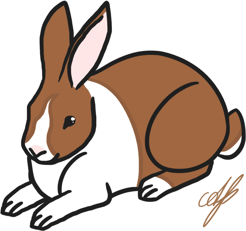 Dutch Rabbit By Avajes - Dutch Rabbit By Avajes (800x800)
