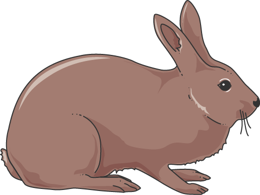 Rabbit - Domestic Rabbit (516x387)