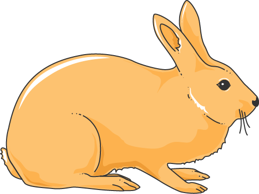 Rabbit - Domestic Rabbit (516x387)