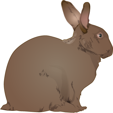 Rabbit Clipart Realistic - Rabbit Clip Art (360x361)