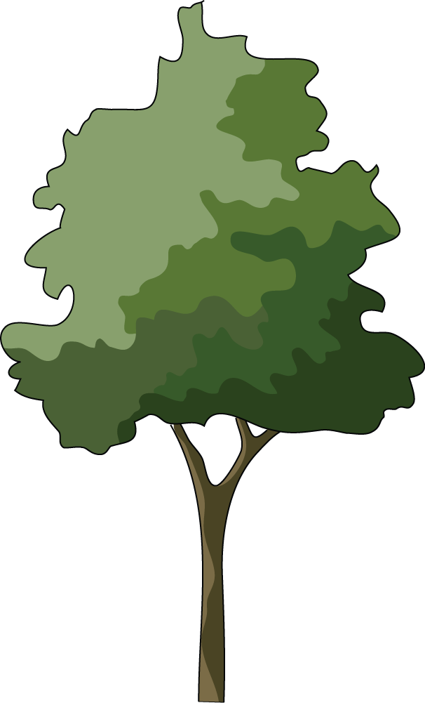 Branch Japanese Maple Tree Clip Art - Tree (606x1001)