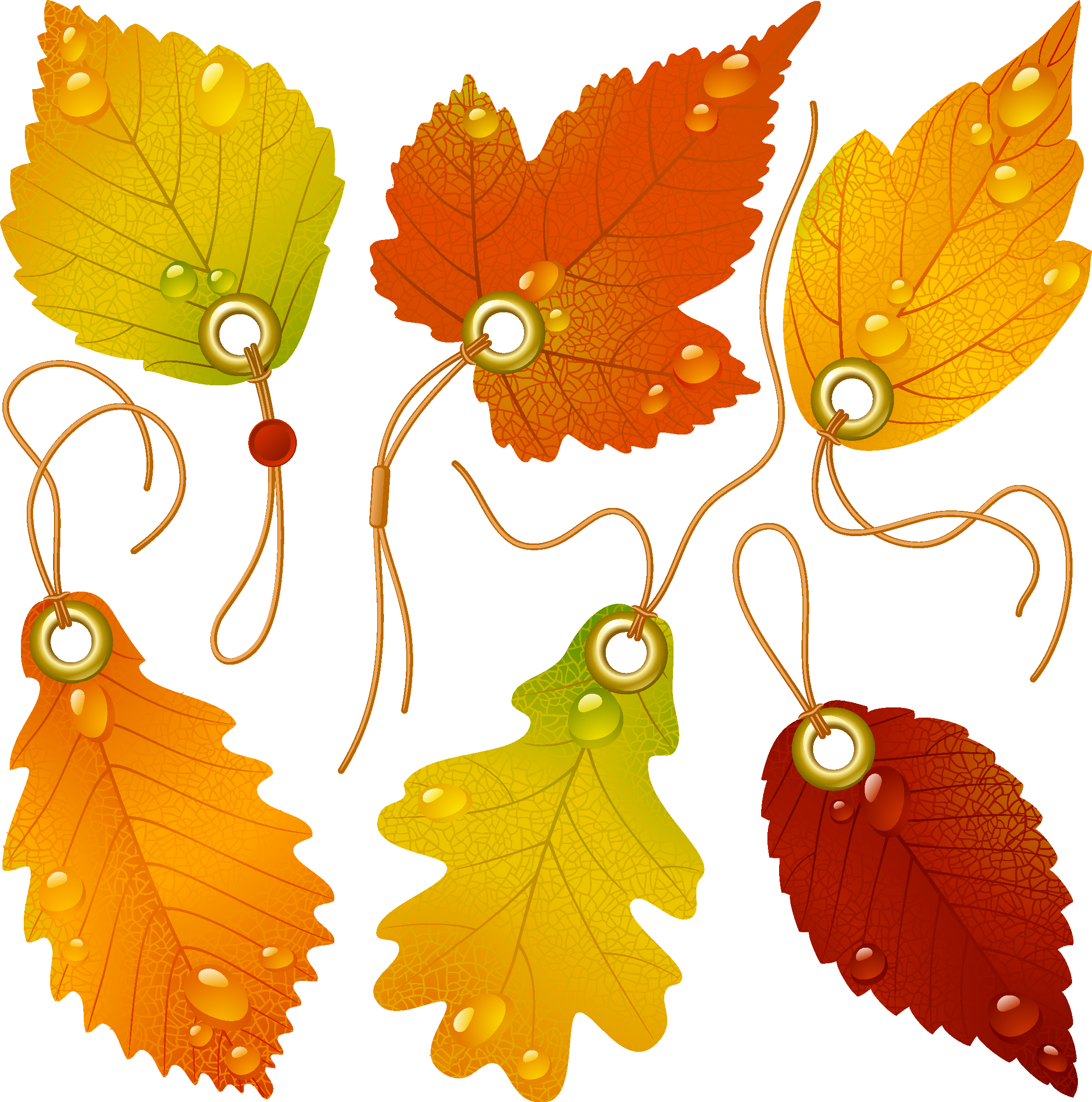 Japanese Maple Autumn Leaf Color - Japanese Maple Autumn Leaf Color (2244x2265)