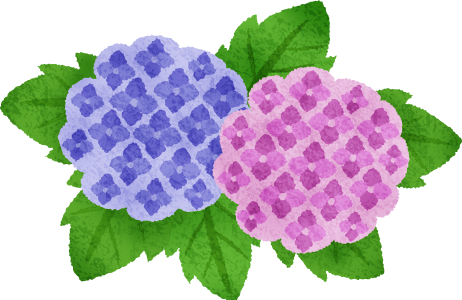Hydrangea - French Hydrangea (462x300)