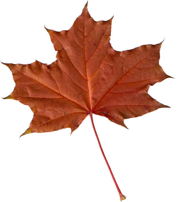 Maple Leaf Autumn Leaves Clip Art - Maple Leaf Autumn Leaves Clip Art (621x800)