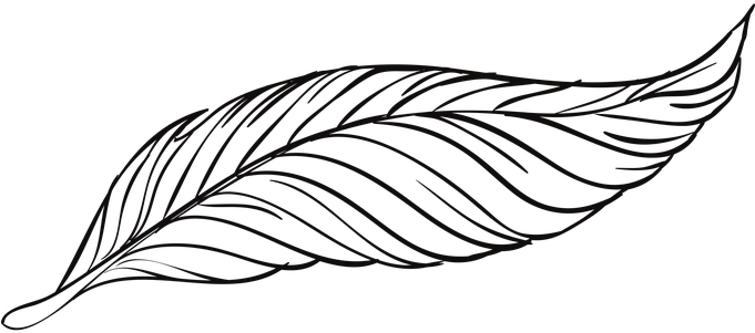 Pen Feathers Bird Animal Beautiful Peacock - Feather Drawing Png (680x340)
