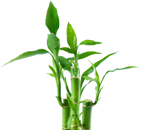 Bamboo Tree Png - Lucky Bamboo (500x458)