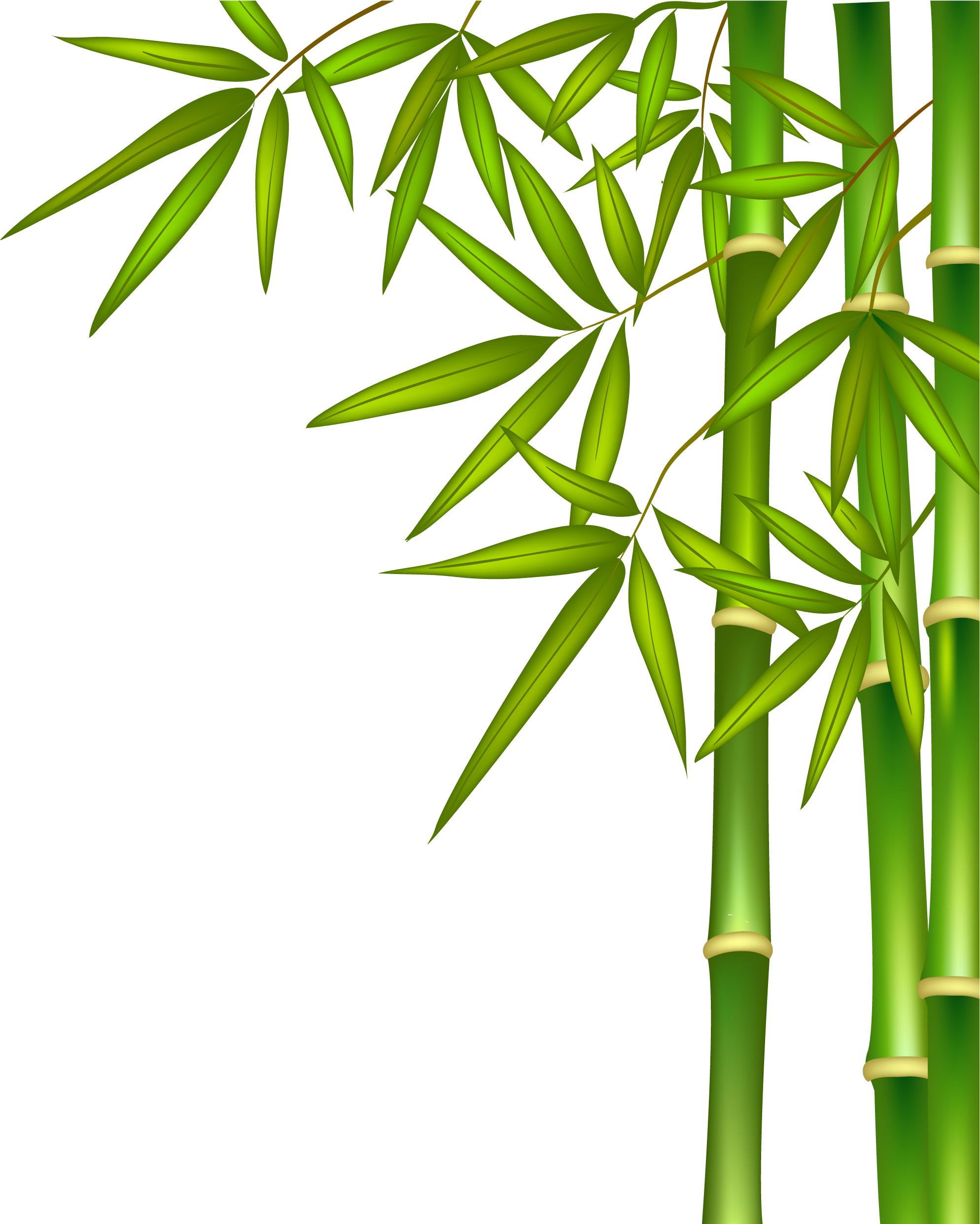 Green Bamboo - Bamboo Tree And Water (2053x2572)