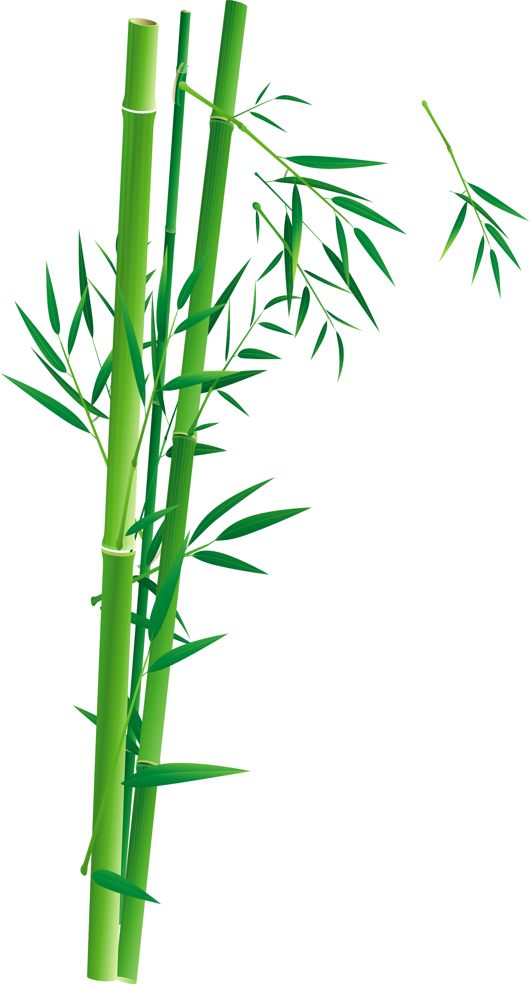 Bamboo Poster Bambusa Oldhamii Illustration - Bamboo (1802x3343)