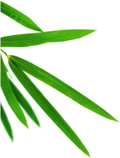 Bamboo Leaves, Bamboo Leaves, Leaf, Leaves Green Png - Leaf (360x360)